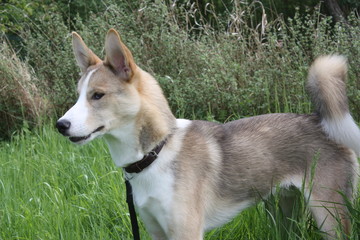 chien croisé husky border collie