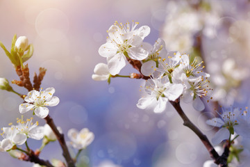 Cherry branches with flowers in sunny spring day.