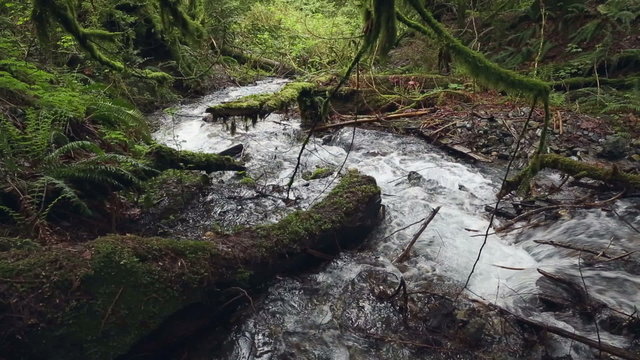 Pacific Northwest Mountain Creek dolly shot