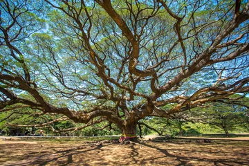 Fotobehang Bomen Reuzeboom in de provincie Kanchanaburi, Thailand.