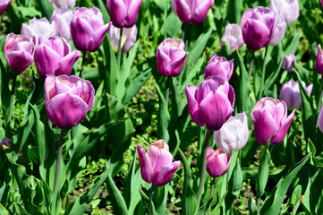 Obraz premium Tulpen in Rose und Violett