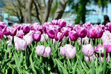 Tulpen in Rose und Violett