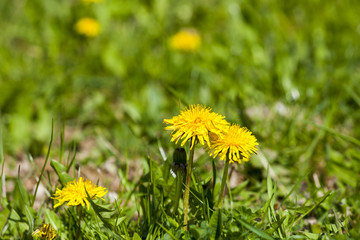 Dandelion flowers