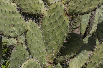 Desert Cactus