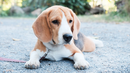 Nice beagle dog boy