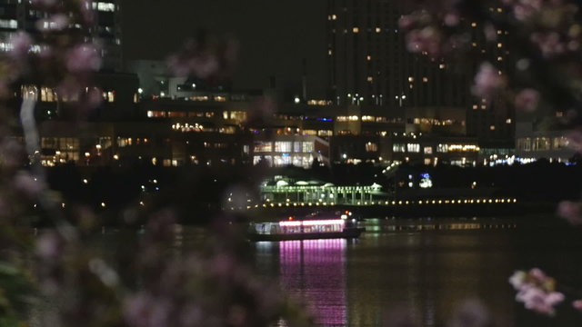都会の街灯りを彩る夜桜の風景