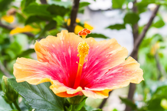 Beautiful Hibiscus Rosa Sinensis (Hibuscus sp.) in a Park
