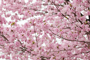 Fototapeta premium cherry Blossoms or Pink Sakura.