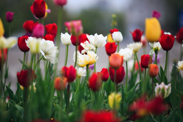 Fototapeta premium Tulips