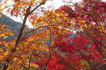 秋の京都の紅葉