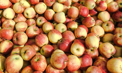 Fine grown ripe apples