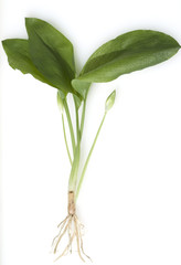 Fototapeta na wymiar Baerlauch; Allium; ursinum;