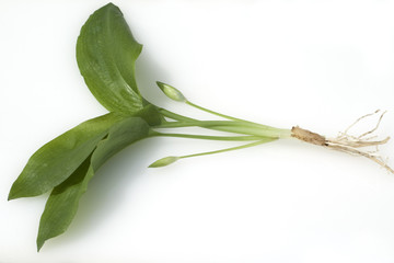 Baerlauch; Allium; ursinum;