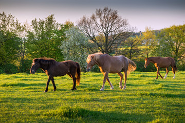 Spring landscape with horse at pasturage, Czech republic, Europe