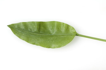 Baerlauch; Allium; ursinum;