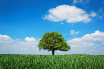 Crédence de cuisine en verre imprimé Arbres Single tree in a green field with blue sky and white clouds