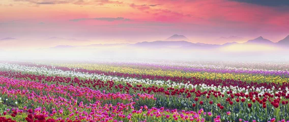Keuken achterwand Tulp Field of tulips in the fog  © panaramka