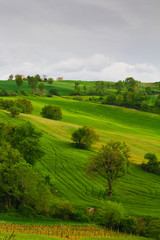 Colline verdi tipiche della campagna marchigiana