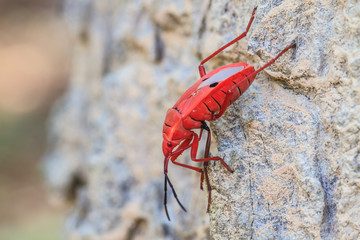 Insect on tree in Sycanus Genus