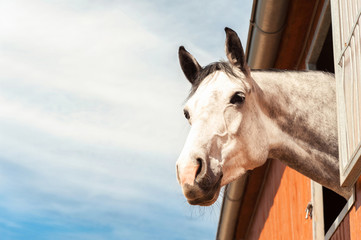 Portrait of thoroughbred gray horse in stable window. Filtered i