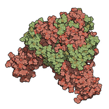 Ebola Virus Glycoprotein (GP), Molecular Structure. 