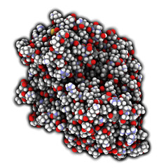 Firefly luciferase enzyme. 