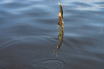 caught pike on a background of water