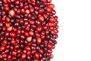 Cranberries isolated on white background