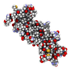 Interleukin 17 (IL-17A, IL-17) cytokine molecule. 