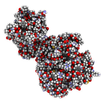 Human pancreatic lipase (HPL) enzyme, in complex with colipase.