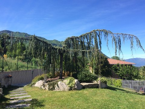 the garden