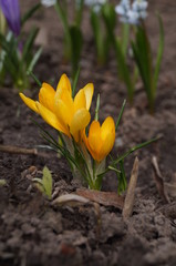Yellow flower in soil