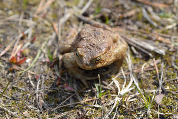 Toad