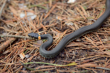 Grass snake