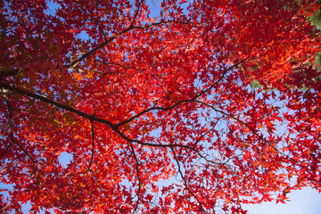 秋の京都・等持院紅葉