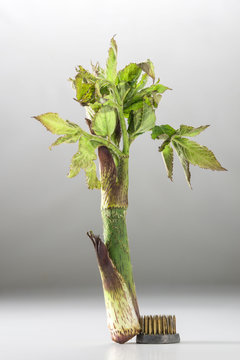 30 最適な うどの大木 画像 ストック写真 ベクター Adobe Stock