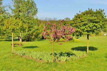 Цветущее дерево в весеннем парке