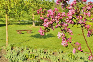 Цветущее дерево в весеннем парке