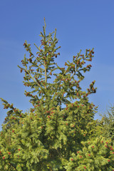 В весеннем парке.