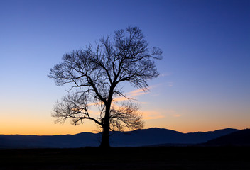 Fototapeta na wymiar tree sunrise silhouette