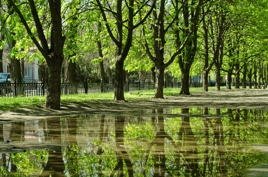 beautiful trees reflected in a puddle