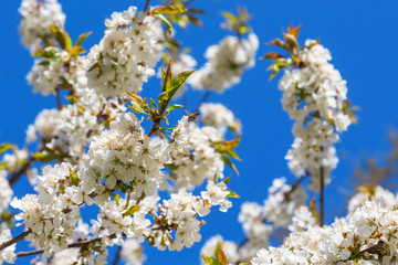 Cherry flowers
