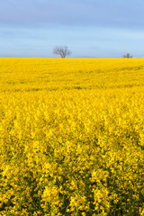 Obraz premium Rape field