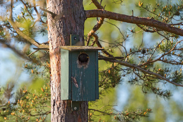 Starling in a neasting box