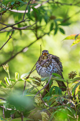 Song thrush singing