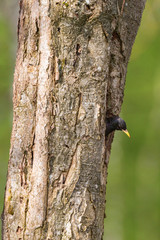 Obraz premium Starling in a nest hole
