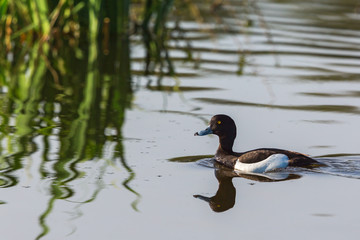 Tufted duck