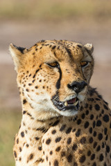Cheetah sitt and look