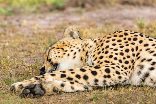 Cheetah lying and sleeping