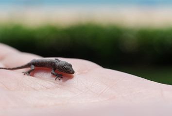 Lizard on hand